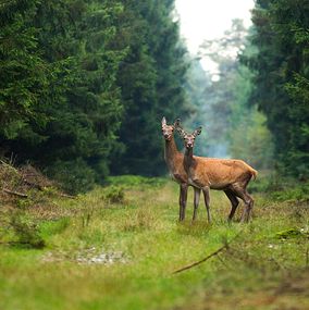 Deer 14