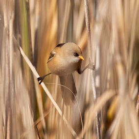 Bearded Tit 1