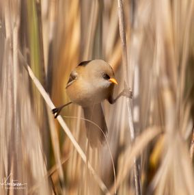 Bearded_Tit_1