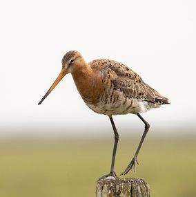 Limosa Limosa 1
