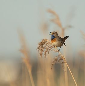 Luscinia Svecica 1
