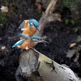 Kingfisher_4