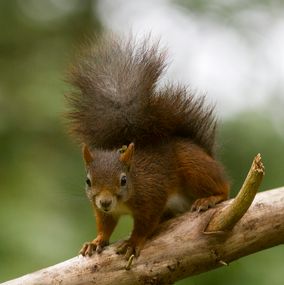 Squirrel 4
