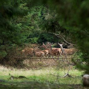Deer 16