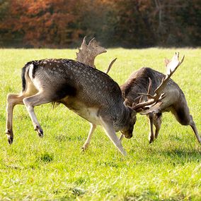 Deer_26
