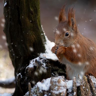 Squirrel_12-1
