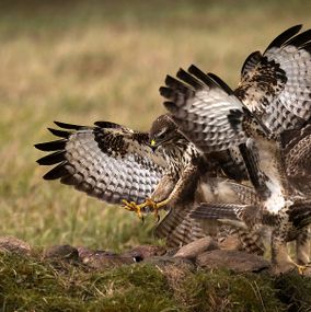 Buzzard_3e