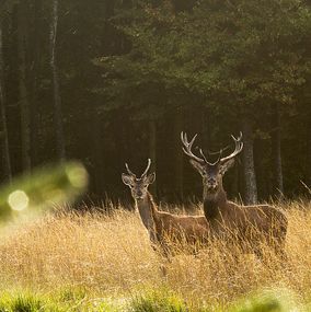 Deer 12