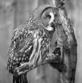 Great_Grew_Owl_BW