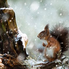 Big-Smile-In-Snow