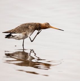 Limosa Limosa 3