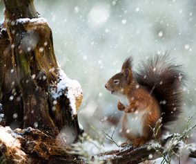 Big Smile In Snow