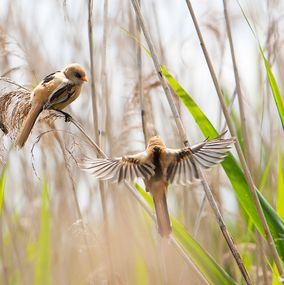 Bearded_Tit_7