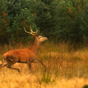Deer 6