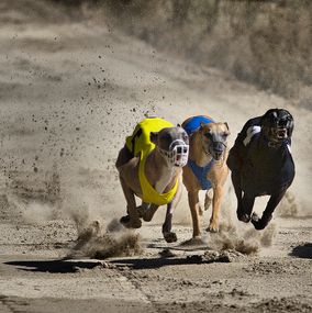 Greyhound 2