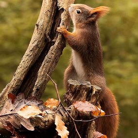 Squirrel_15