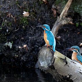 Kingfisher 5