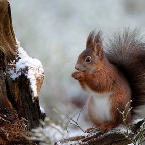 Squirrel 13