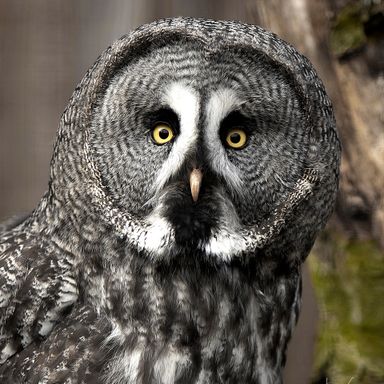 Great_Grew_Owl_1