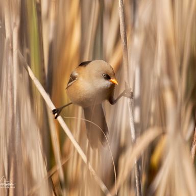 Bearded_Tit_1-1