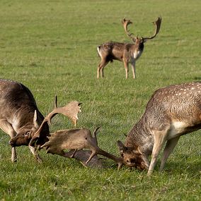 Deer_27p