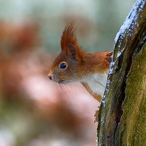 Squirrel-11