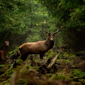 Deer_5j