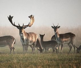 Deer 23