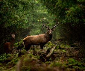 Deer 5