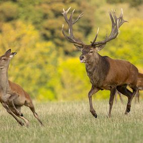 Deer 28A