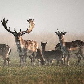 Deer_23c