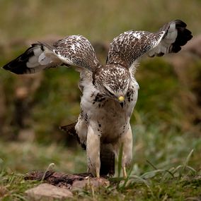 Buzzard_10a