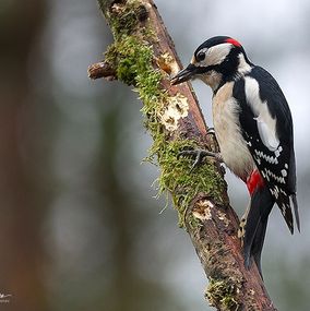 Spotted-Woodpecker-2