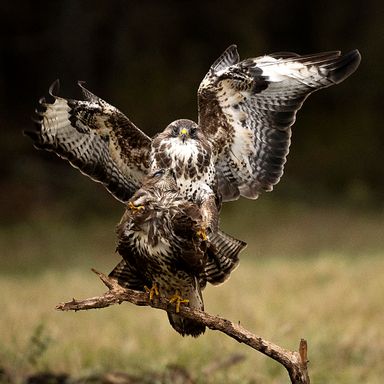 Buzzard_9h