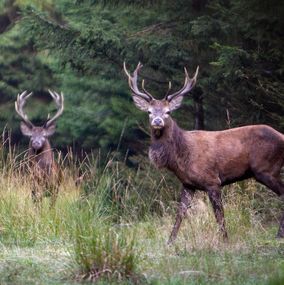 Deer 2
