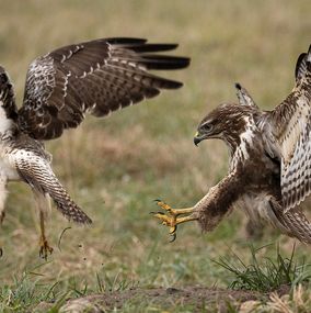 Buzzard_1