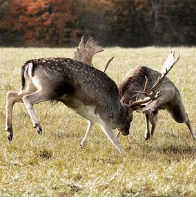 Deer 26