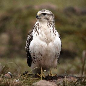 Buzzard_8