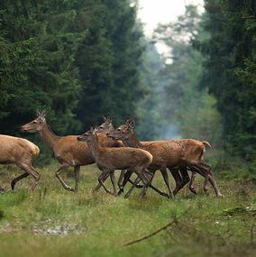 Deer 15