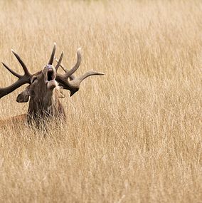 Deer 18A