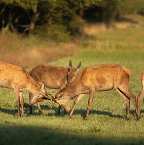 Deer 20