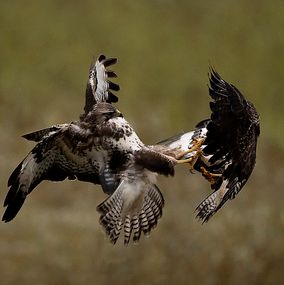 Buzzard_7b