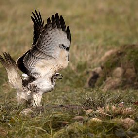 Buzzard 2
