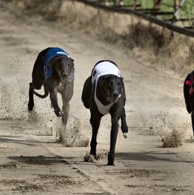 Greyhound 5