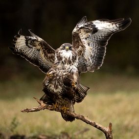 Buzzard_9i