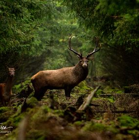 Deer_5i