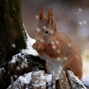 Squirrel_12d