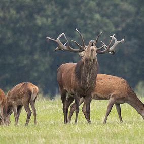 Deer_24a