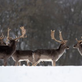 Deer_29b