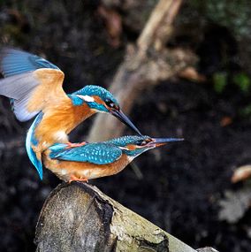 Kingfisher_3a